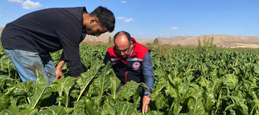 Bayburt’ta Şeker Pancarı Sökümü Başladı