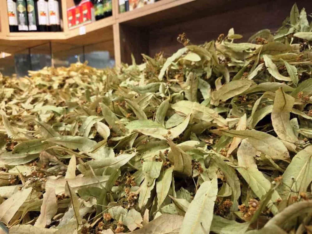 Şifa Deposu Ihlamura İlgi Arttı