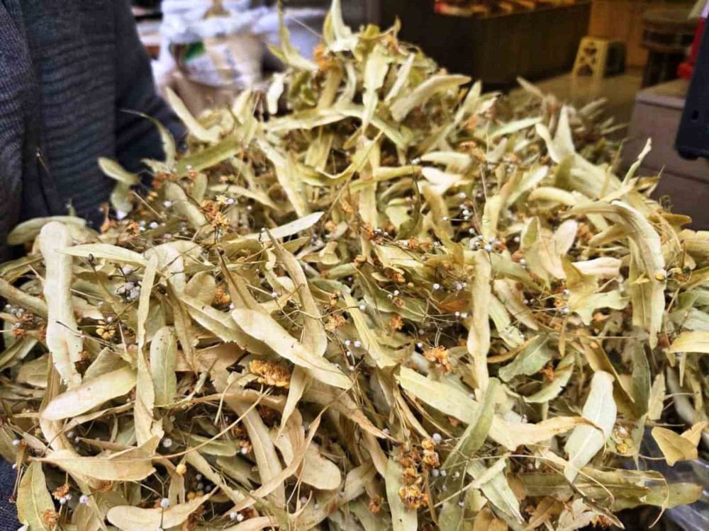 Şifa Deposu Ihlamura İlgi Arttı