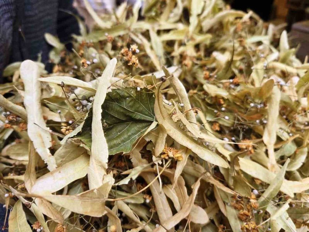 Şifa Deposu Ihlamura İlgi Arttı