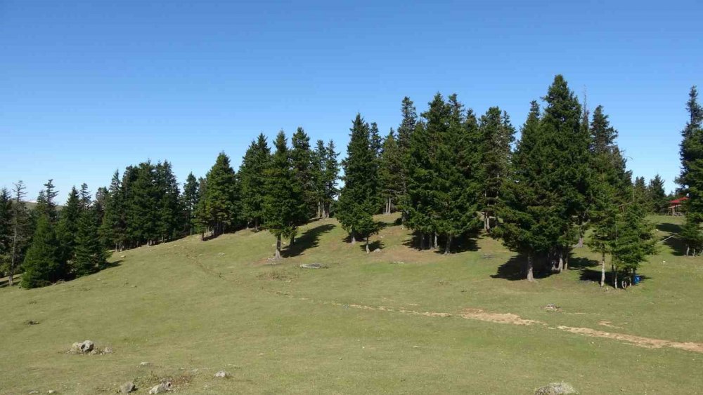 Doğu Karadeniz Bölgesinde Heyelan Alarmı