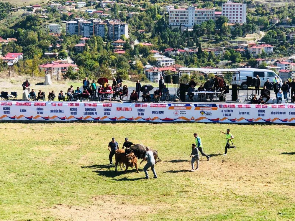 Şap Hastalığı Nedeniyle Ertelenen Ardanuç Boğa Güreşleri Festivali Sona Erdi
