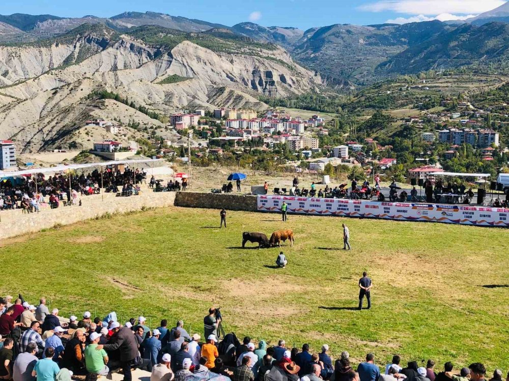 Şap Hastalığı Nedeniyle Ertelenen Ardanuç Boğa Güreşleri Festivali Sona Erdi