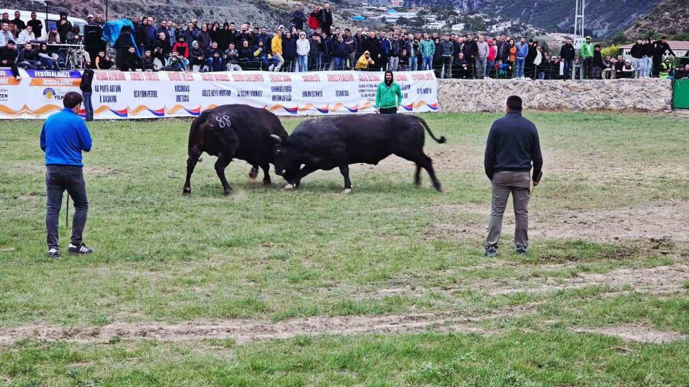 Şap Hastalığı Nedeniyle Ertelenen Ardanuç Boğa Güreşleri Festivali Sona Erdi