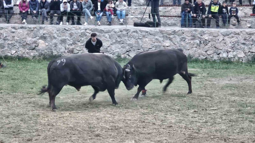 Şap Hastalığı Nedeniyle Ertelenen Ardanuç Boğa Güreşleri Festivali Sona Erdi