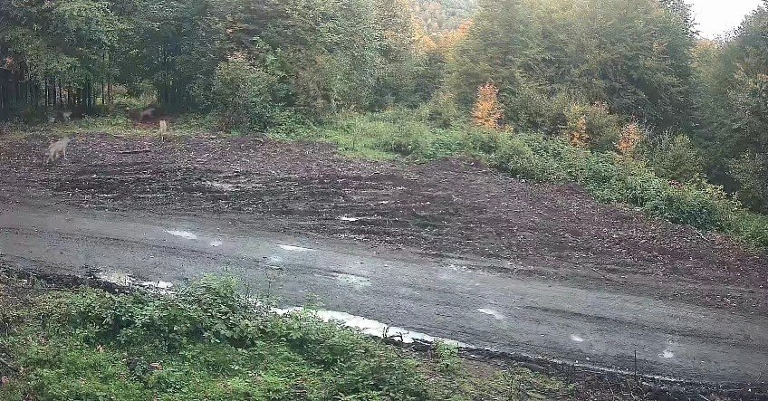 Kurt Sürüsü Fotokapana Takıldı