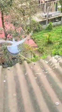 Rize’de Köy Sakininden Duyarlı Davranış: Çatıya Çıkıp Güvercini Kurtardı