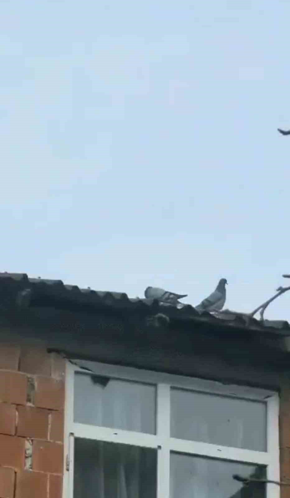 Rize’de Köy Sakininden Duyarlı Davranış: Çatıya Çıkıp Güvercini Kurtardı