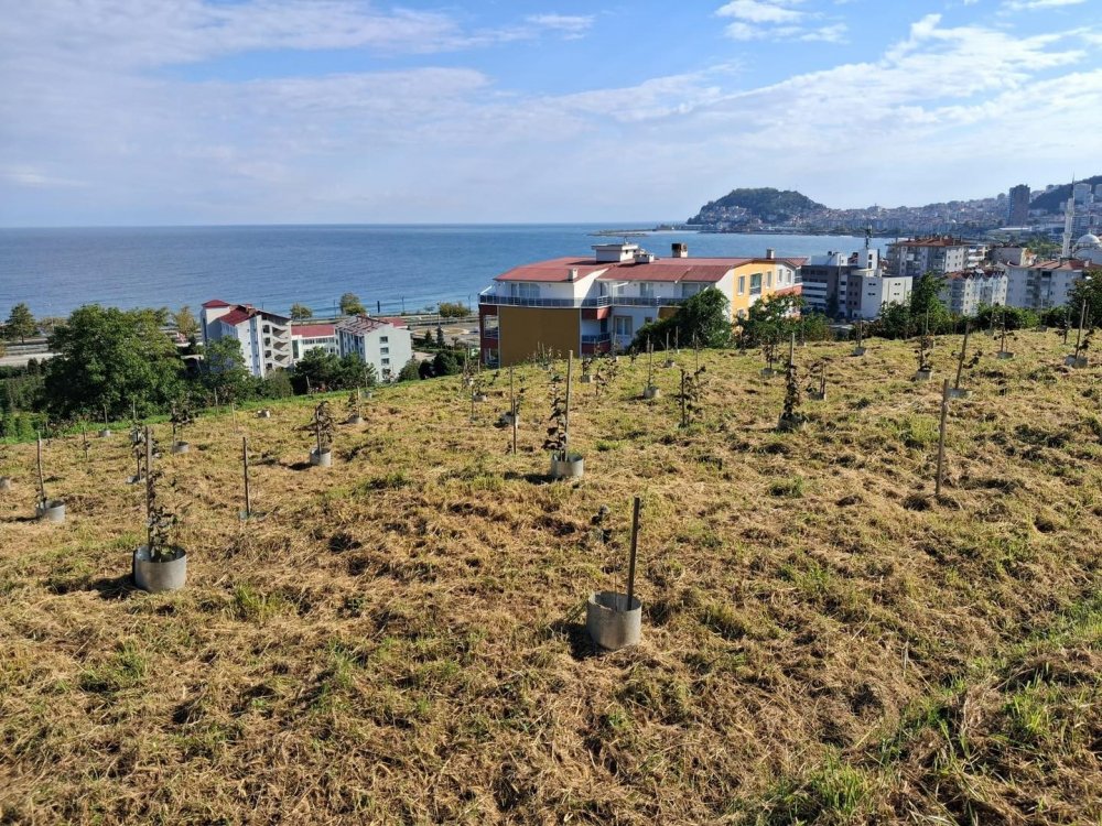 Fındıkta Rekolte Ve Randıman Artıracak Çalışma