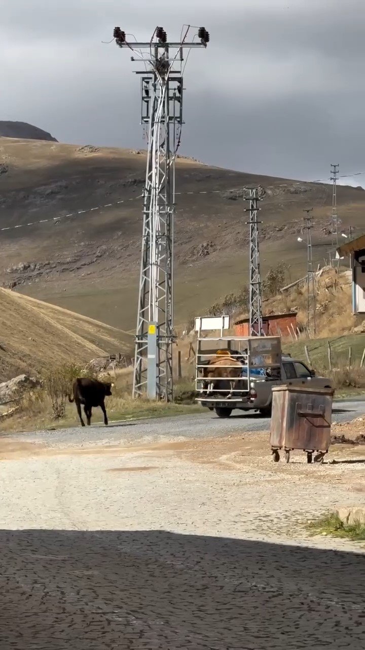 İneklerin Yayladan Hüzünlü Ayrılığı Sosyal Medyada Viral Oldu