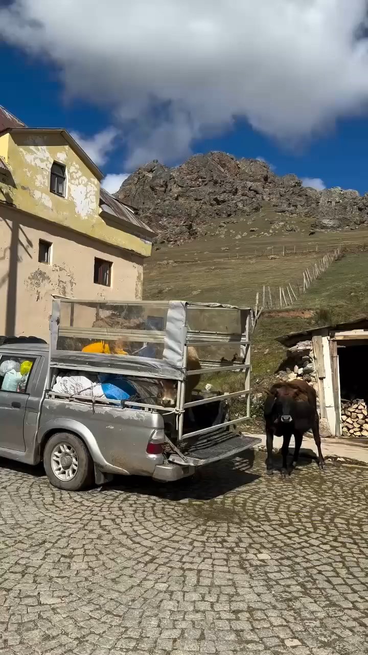 İneklerin Yayladan Hüzünlü Ayrılığı Sosyal Medyada Viral Oldu