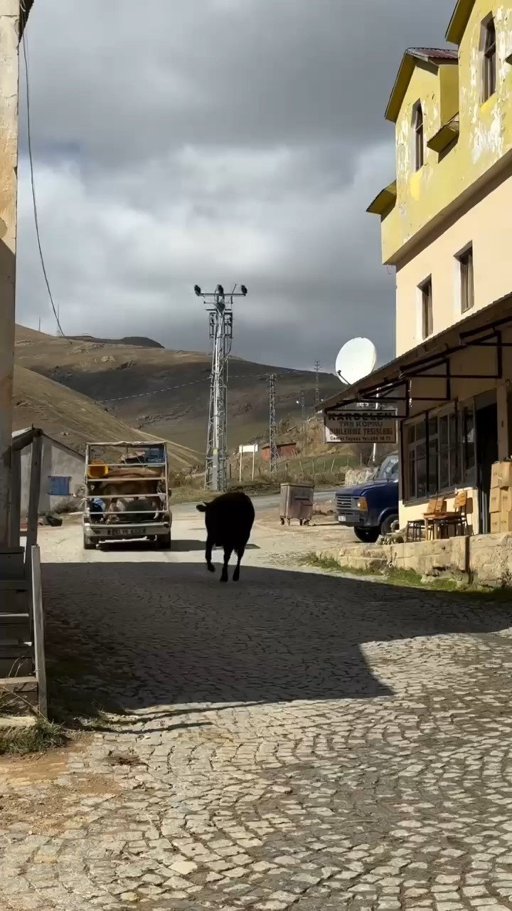 İneklerin Yayladan Hüzünlü Ayrılığı Sosyal Medyada Viral Oldu