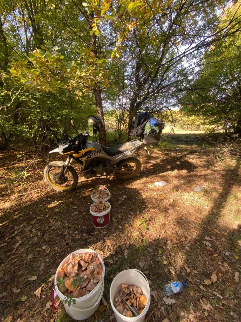 Bolu Ormanlarında Mantar Bereketi: 25 Kilo Kanlıca Topladı