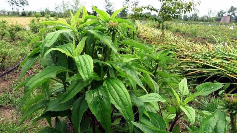 Tıbbi Ve Aromatik Bitki Üretiminden 1,2 Milyon Tl Gelir