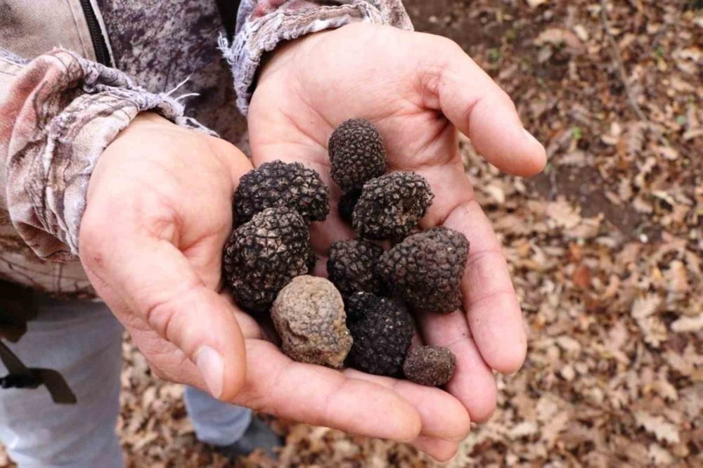 Tıbbi Ve Aromatik Bitki Üretiminden 1,2 Milyon Tl Gelir