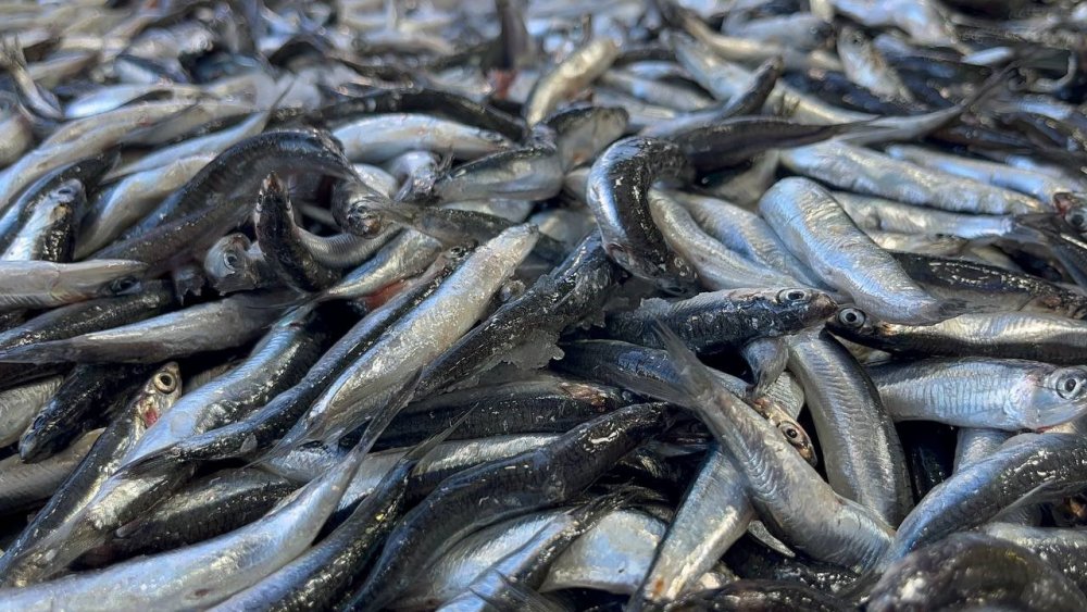 Ordu’da Hamsi 25 Liraya Düştü, Vatandaş Sıraya Girdi