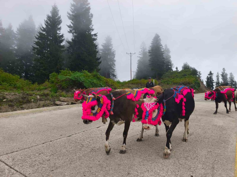 Doğu Karadeniz’de Yaylalardan Dönüşler Hızlandı