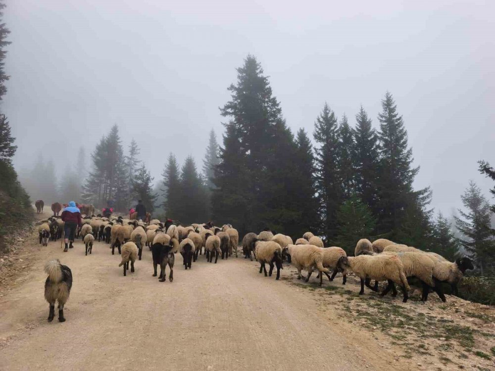 Doğu Karadeniz’de Yaylalardan Dönüşler Hızlandı