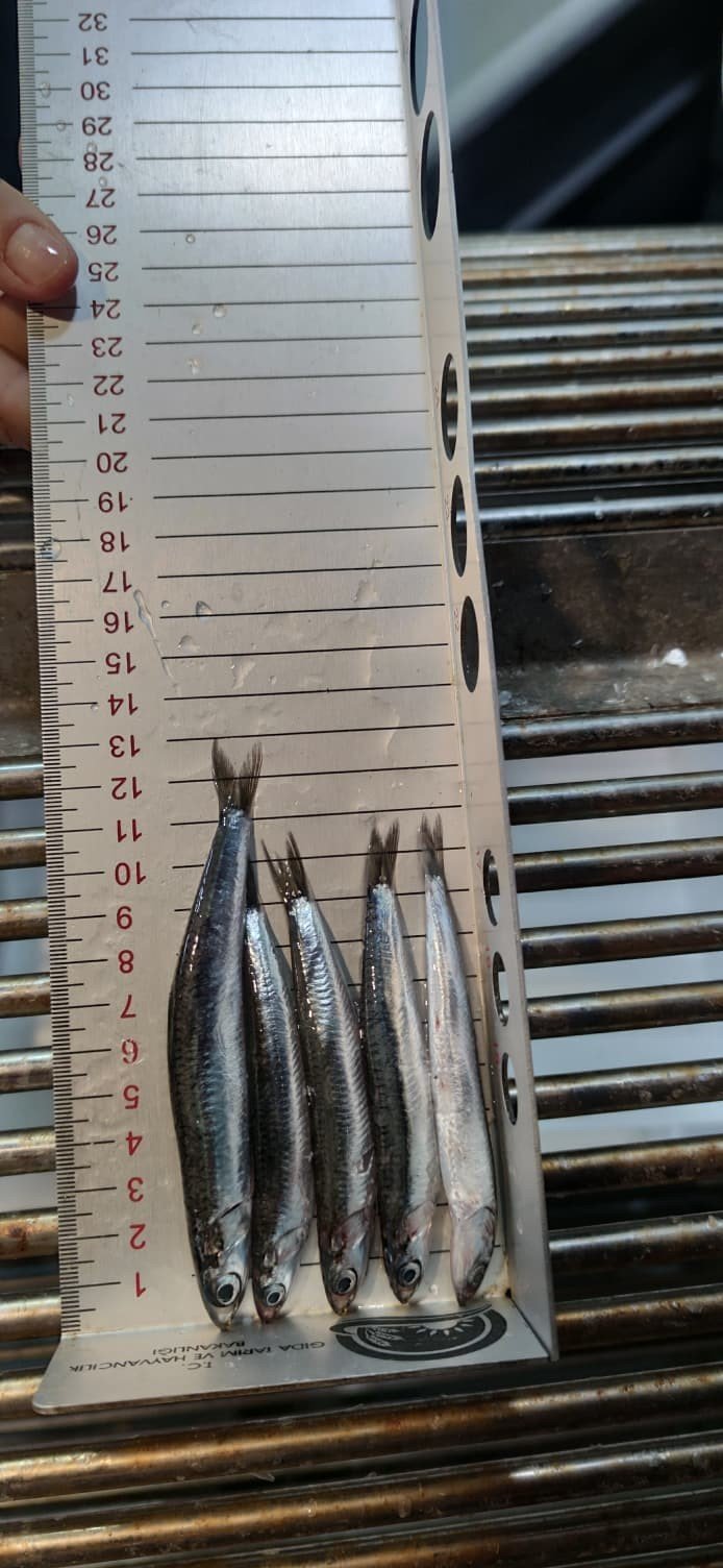 Karadeniz’de Hamsi Bolluğu