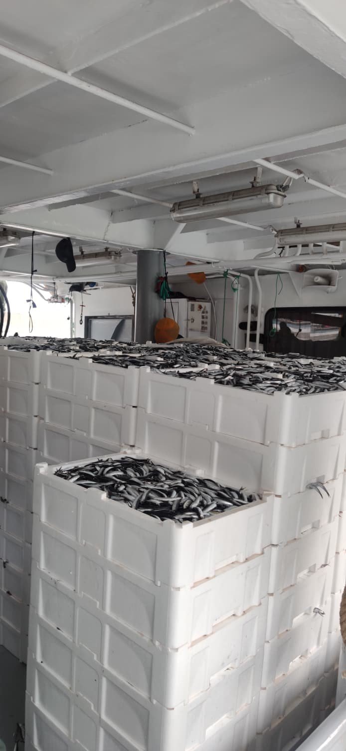 Karadeniz’de Hamsi Bolluğu