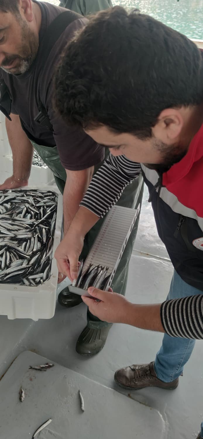 Karadeniz’de Hamsi Bolluğu