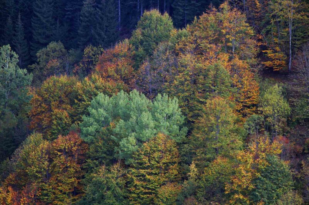 Şavşat’ın Seyrine Doyum Olmayan Sonbahar Güzelliği