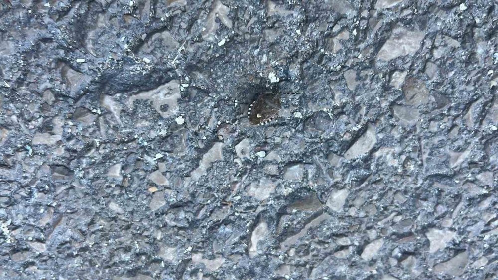 Bayburt’ta Kokarca Böceği Görüldü