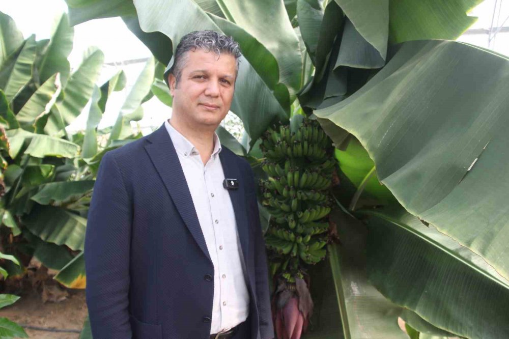 Karadeniz’de Muz Ve Mango Yetişiyor