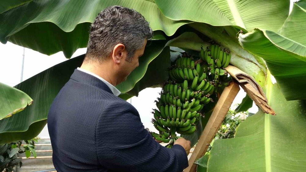 Karadeniz’de Muz Ve Mango Yetişiyor