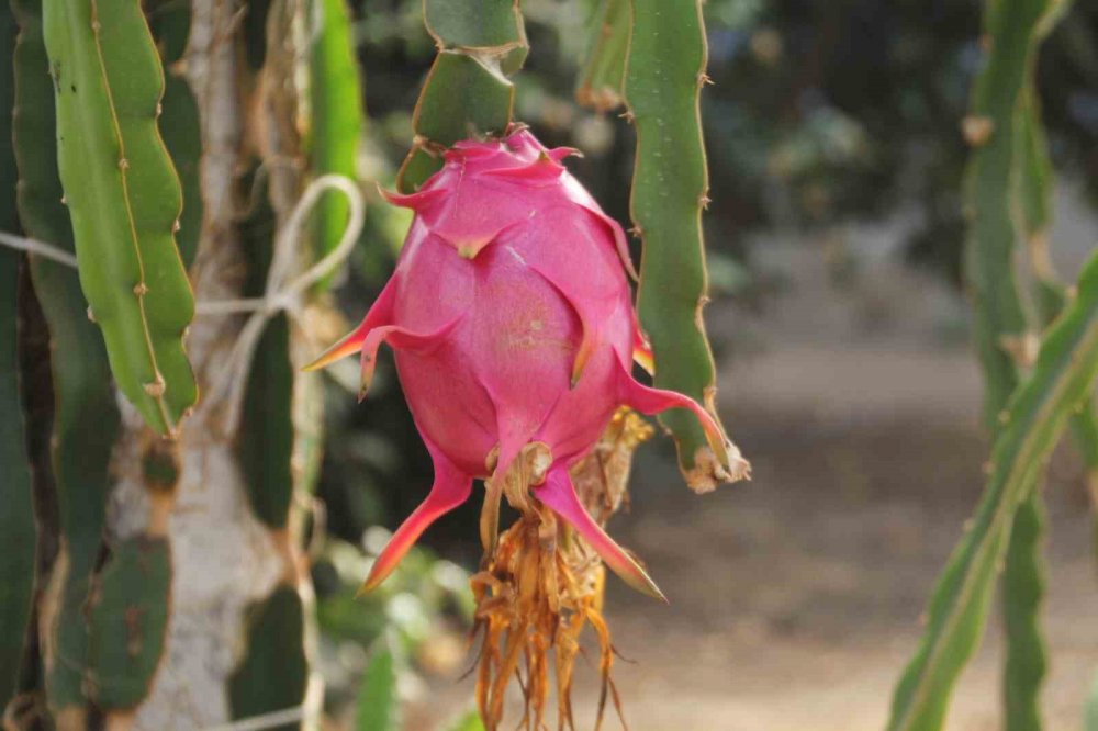 Karadeniz’de Muz Ve Mango Yetişiyor