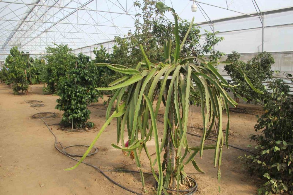 Karadeniz’de Muz Ve Mango Yetişiyor