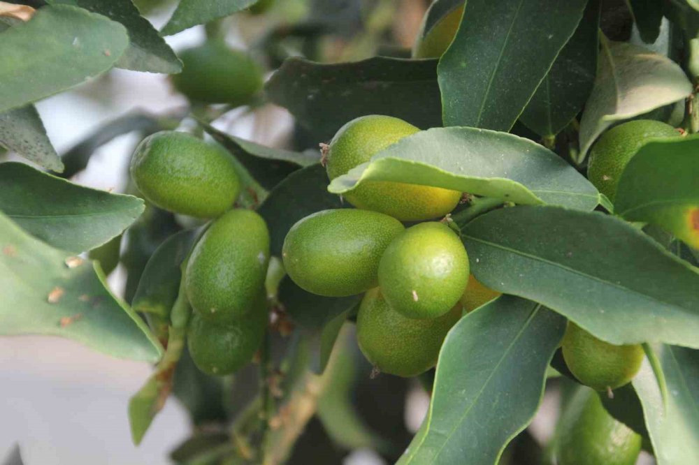 Karadeniz’de Muz Ve Mango Yetişiyor