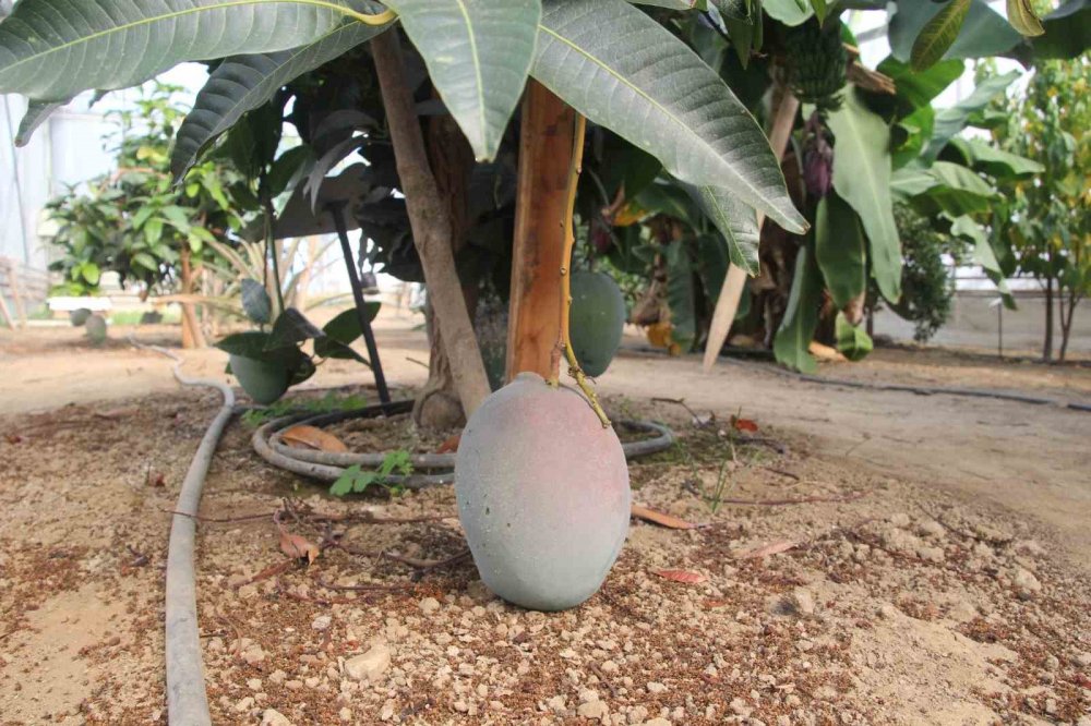 Karadeniz’de Muz Ve Mango Yetişiyor