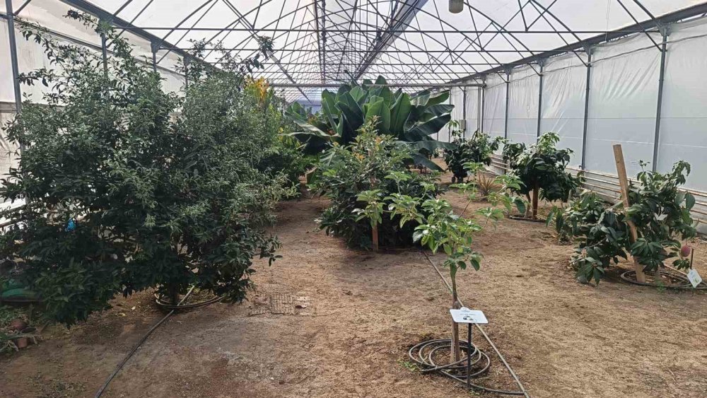 Karadeniz’de Muz Ve Mango Yetişiyor