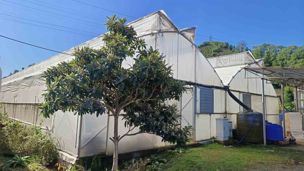 Karadeniz’de Muz Ve Mango Yetişiyor