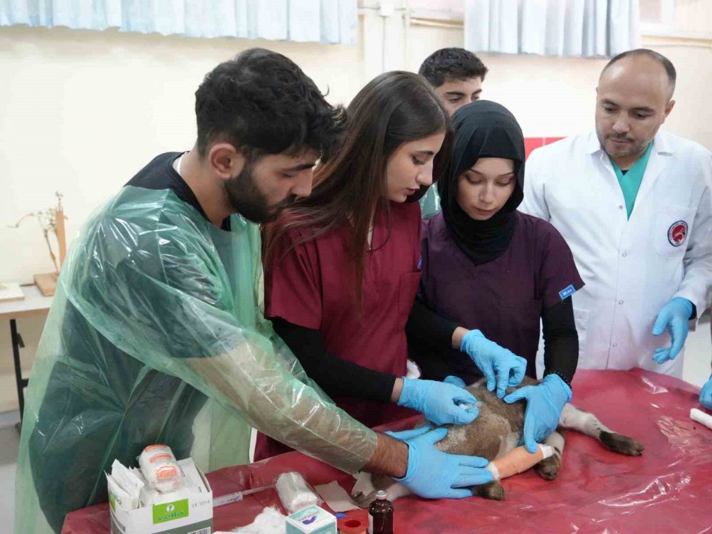 Küçükbaş Hayvancılığa Akademik Dokunuş: 13 Koyun 24 Süt Kuzusu Doğurdu
