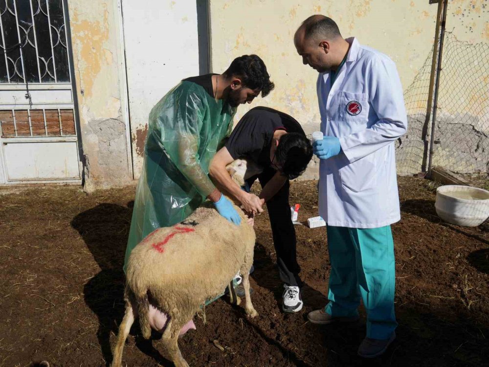 Küçükbaş Hayvancılığa Akademik Dokunuş: 13 Koyun 24 Süt Kuzusu Doğurdu
