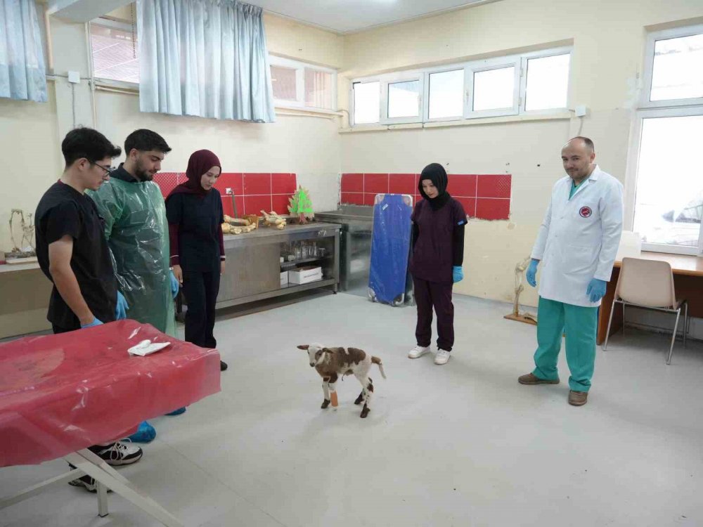 Küçükbaş Hayvancılığa Akademik Dokunuş: 13 Koyun 24 Süt Kuzusu Doğurdu