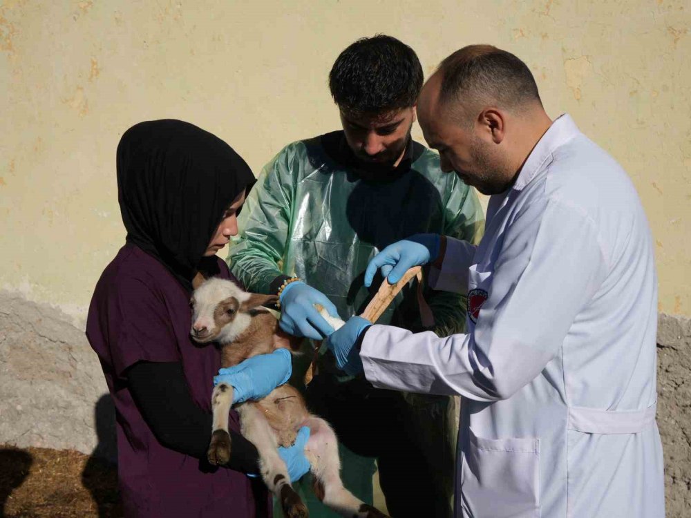 Küçükbaş Hayvancılığa Akademik Dokunuş: 13 Koyun 24 Süt Kuzusu Doğurdu