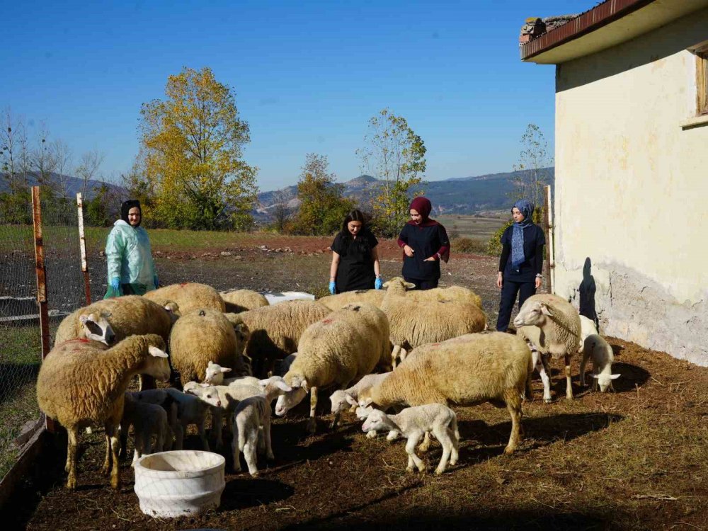 Küçükbaş Hayvancılığa Akademik Dokunuş: 13 Koyun 24 Süt Kuzusu Doğurdu