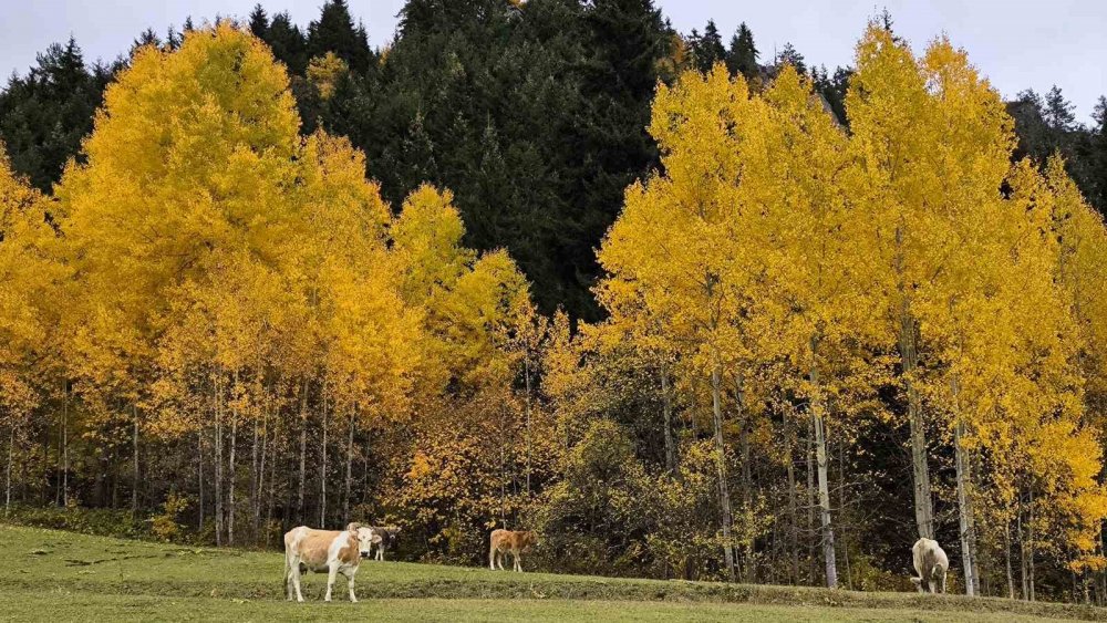 Şavşat’tan Kartpostallık Manzaralar