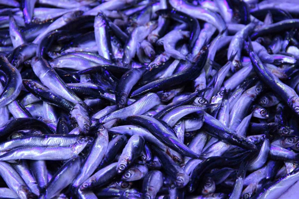 Çorum’da Hamsinin Kilosu 40 Liraya Düştü: Metrelerce Uzunlukta Kuyruk Oluştu