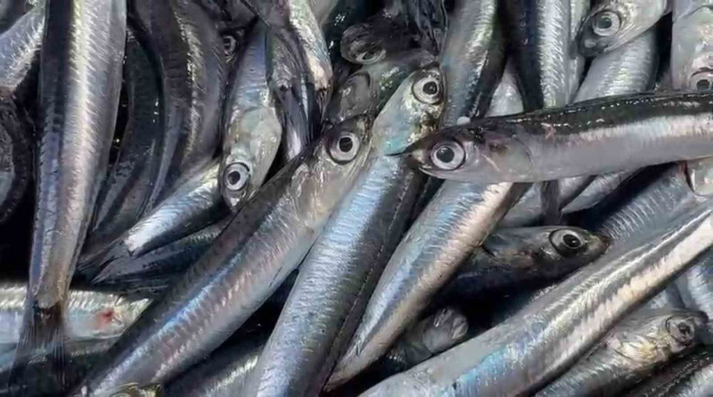 Rize’de Hamsi Bolluğu: Tezgahlarda Kilo Fiyatı 50 TL’ye Düştü