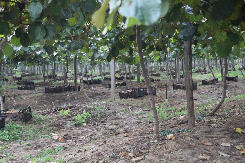 Samsun’da ‘2025 Yılı Kivi Hasat Etkinliği’