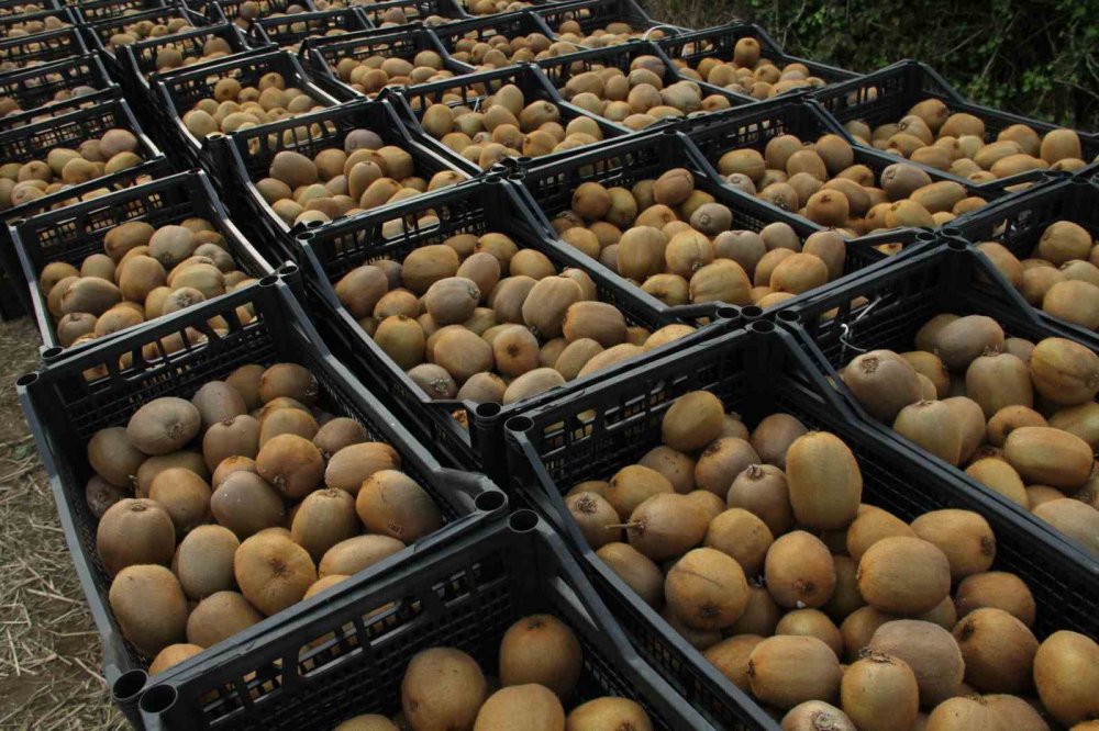 Samsun’da ‘2025 Yılı Kivi Hasat Etkinliği’