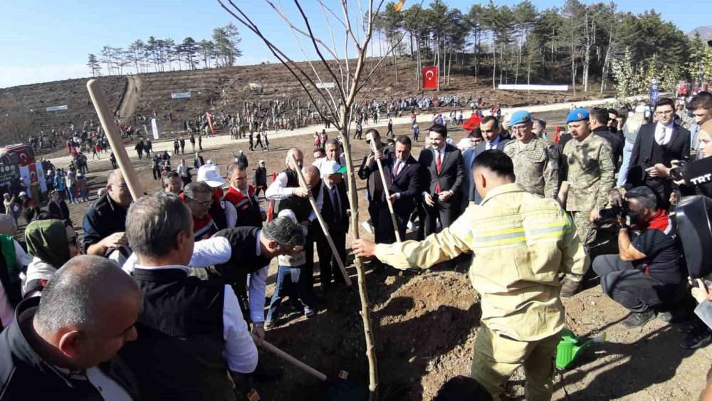 Bolu’da Yanan Orman Yeniden Yeşeriyor