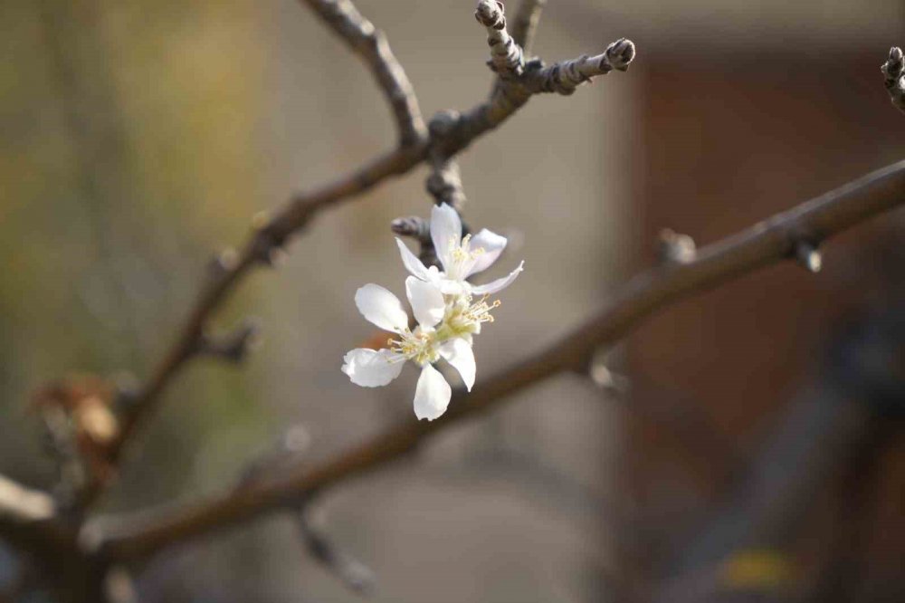 Gümüşhane’de Kasım Ayında Çiçek Açan Elma Ağacı Şaşırttı