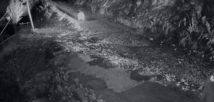 Mahalleliyi Canından Bezdiren Ayının Evinin Önünde Yattığını Görünce Kamyoneti İle Peşine Düştü