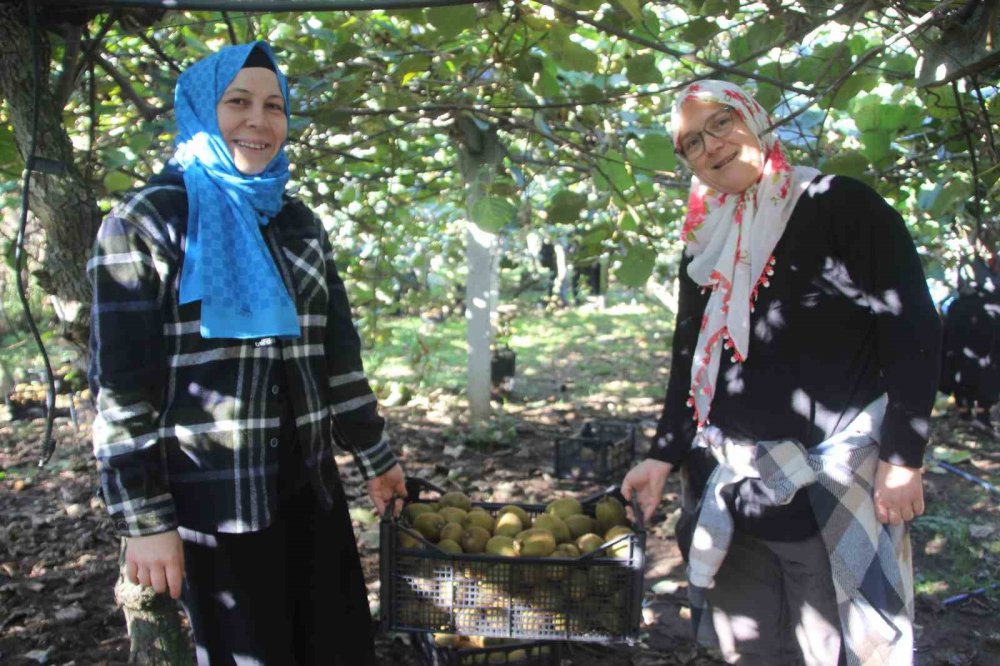 Ordu Kivisinde Rekolte Hedefi 6 Bin 200 Ton: Ekonomiye Katkısı Yaklaşık 500 Milyon Tl