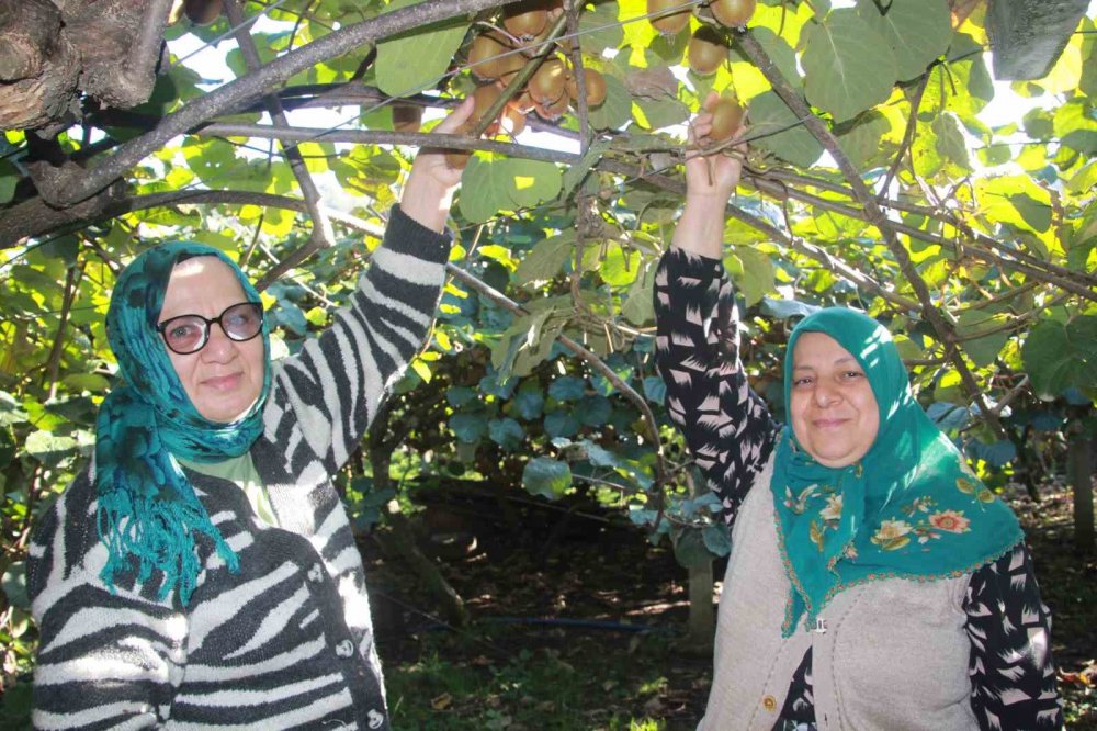 Ordu Kivisinde Rekolte Hedefi 6 Bin 200 Ton: Ekonomiye Katkısı Yaklaşık 500 Milyon Tl